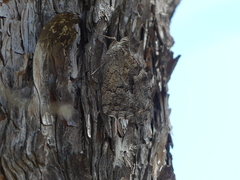 Hipparchia cypriensis