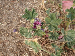 Malva sylvestris