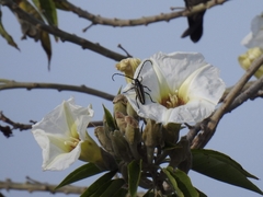 Sphaenothecus trilineatus