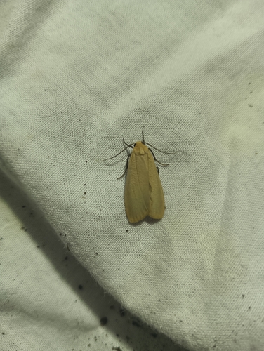 Buff Footman