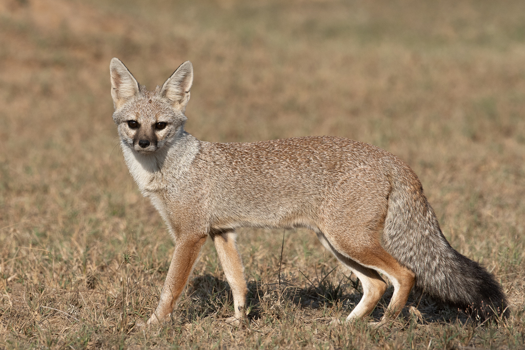 Bengal Fox