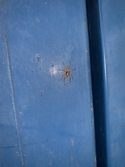 Menemerus bivittatus