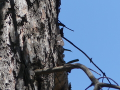 Hipparchia cypriensis