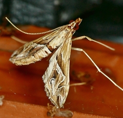 Lineodes fontella