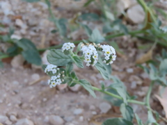 Heliotropium angiospermum