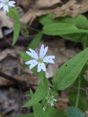 Pseudostellaria jamesiana