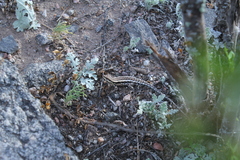 Liolaemus chacoensis