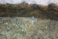 Trichomycterus corduvensis