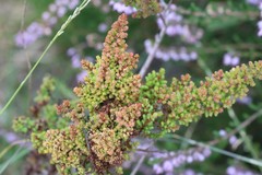 Aceria exigua