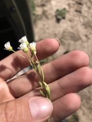 Erigeron bellidiastrum