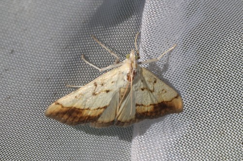 Marbled Yellow Pearl, 5851 Afferden, Nederland, photo 10 of 10