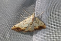 Evergestis extimalis