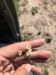 Erigeron bellidiastrum