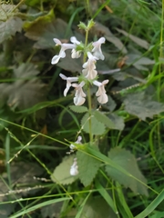 Stachys ajugoides