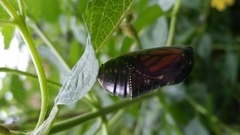 Danaus plexippus