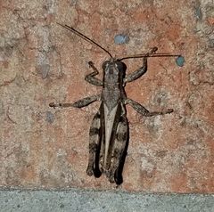 Melanoplus ponderosus