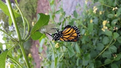 Danaus plexippus