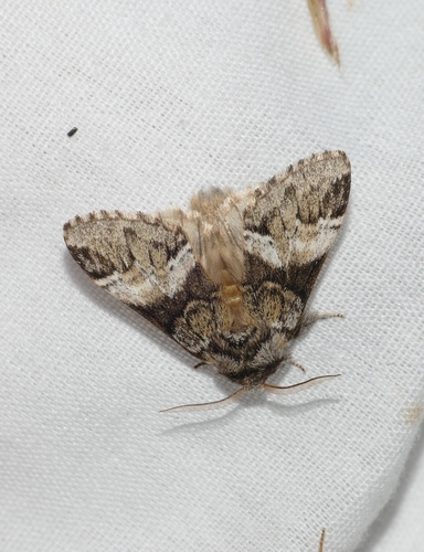 Drymonia dodonaea