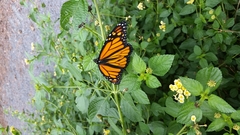 Danaus plexippus