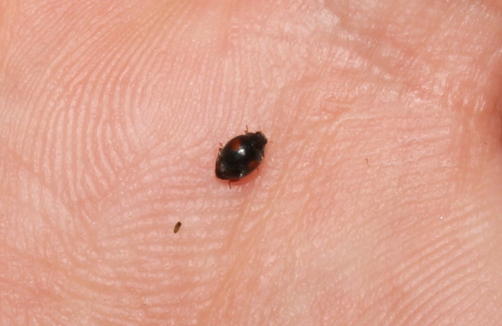 Scymnus apetzi
