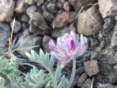 Astragalus austiniae