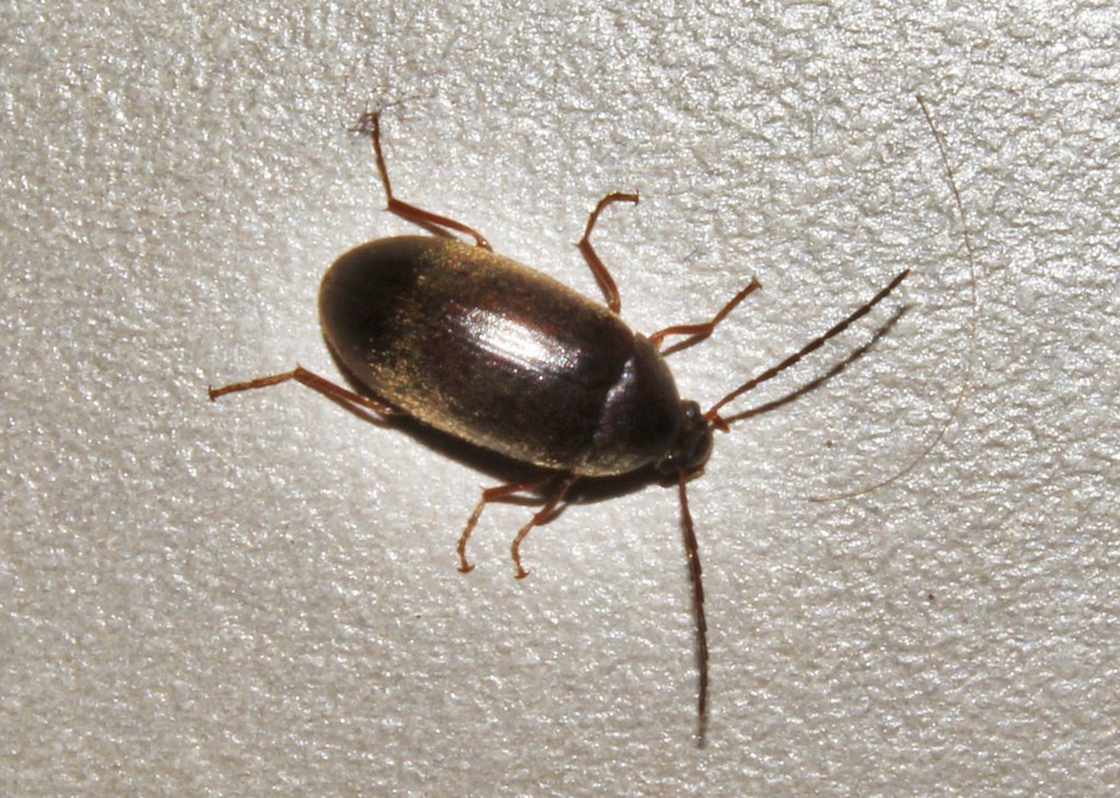 Hymenalia gravida