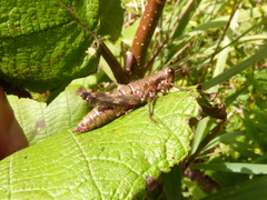 Booneacris glacialis