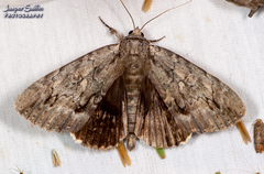 Catocala angusi