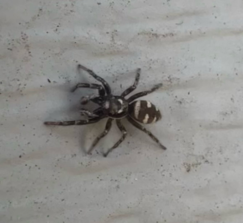 Photo of Zebra Jumping Spider (Salticus scenicus)