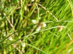 Cyperus hemidrummondii
