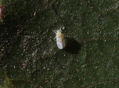 Tetraleurodes mori