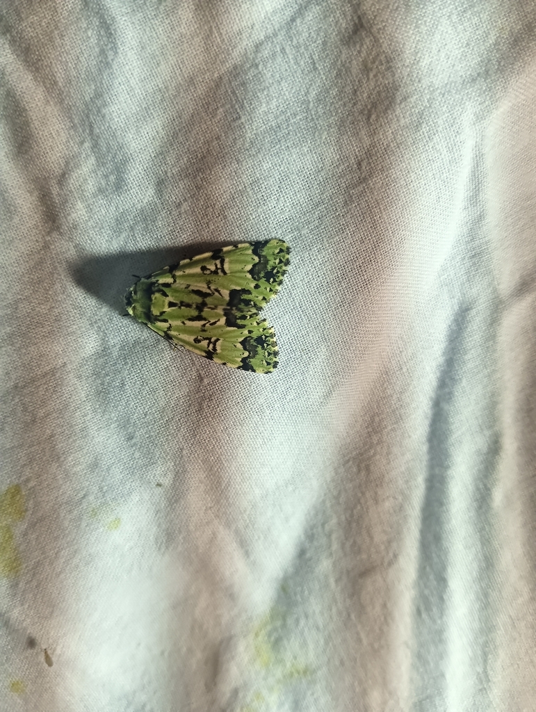 Scarce Merveille du Jour