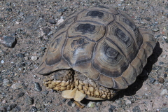 Chelonoidis chilensis