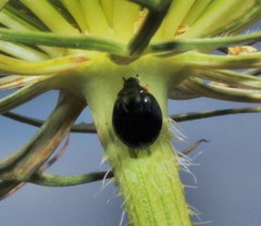 Parexochomus nigromaculatus