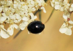 Parexochomus nigromaculatus