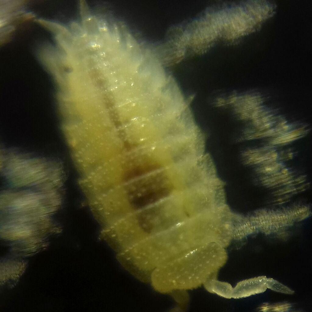 Platyarthrus dobrogicus