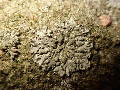 Phaeophyscia orbicularis