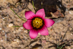 Romulea cruciata