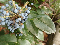 Berberis aquifolium