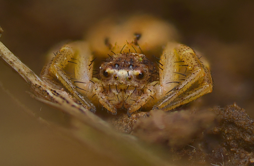 Xysticus auctificus