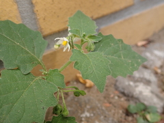 Solanum nigrum