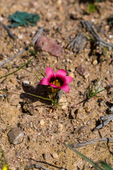 Romulea cruciata