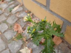 Senecio vulgaris