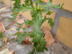 Senecio vulgaris