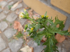 Senecio vulgaris