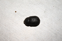 Pentodon bidens punctatus