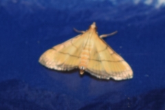 Cnaphalocrocis