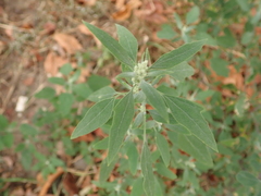 Chenopodium album