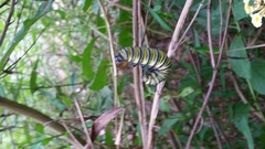 Danaus plexippus