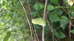 Danaus plexippus